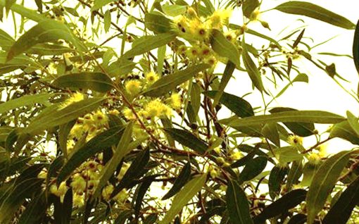 Judean Lemon Eucalyptus (Organic) 10 ml ISRAEL שמן אקליפטוס לימוני - Image 3