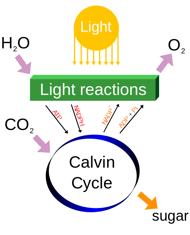 640px-Simple_photosynthesis_overview_svg