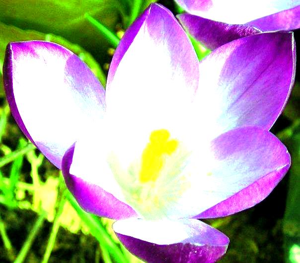 lotus2