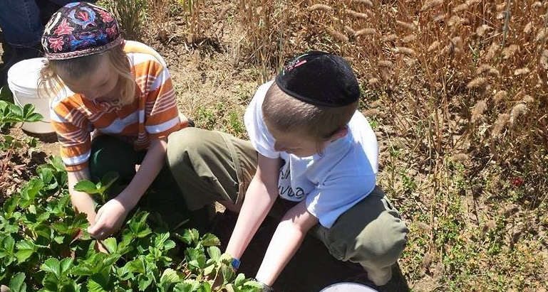 my sons in the field of strawberry and many other blessings of foods 