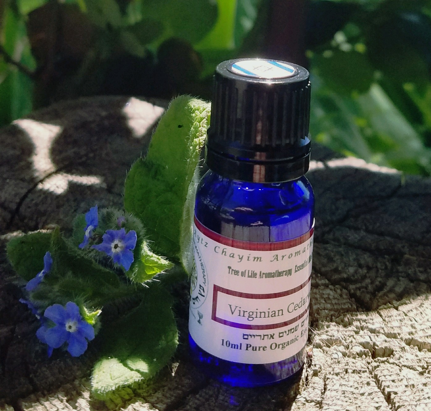 Virginian Cedarwood essential oil 10ml - Aytz Chayim