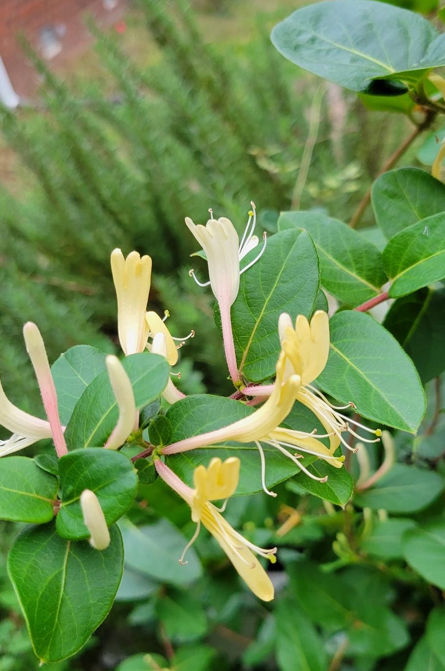 Honeysuckle 15ml Scent to Heal You Solid Perfume Glass Jar Made with Real Honeysuckle Flowers - Image 6