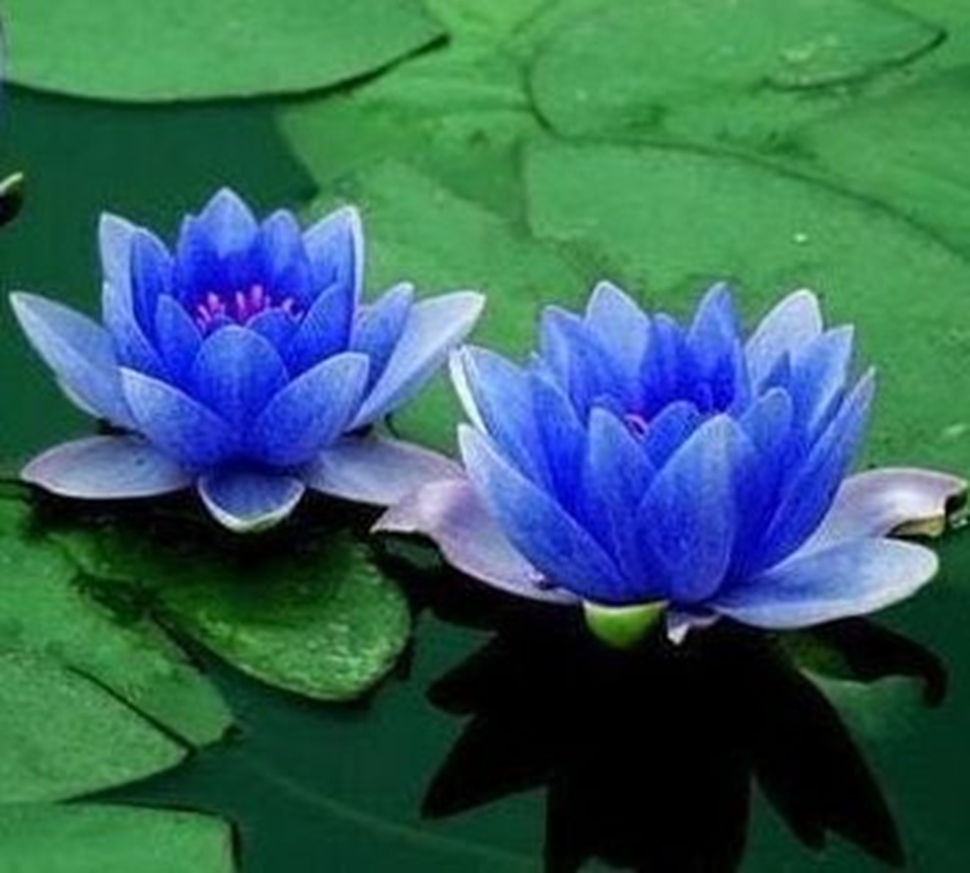 Blue Lotus Hydrosol 30ml Egyptian Blue Lotus Flowers Made in Israel - Image 2