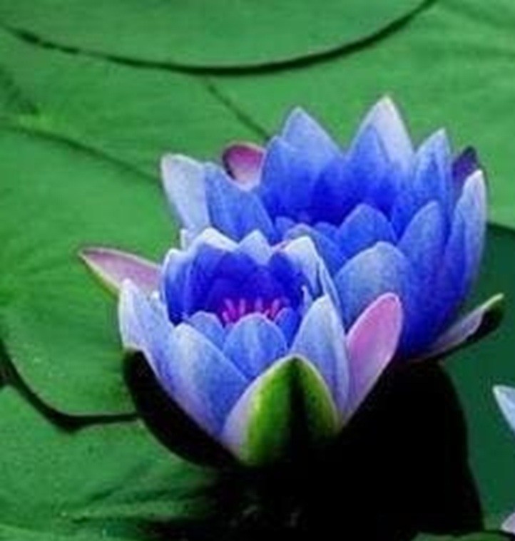 Blue Lotus Hydrosol 30ml Egyptian Blue Lotus Flowers Made in Israel - Image 6