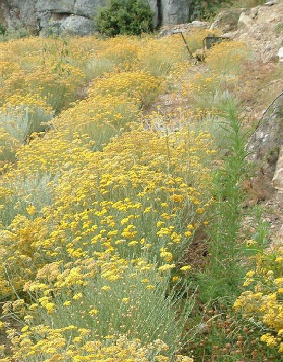 Corsican Helichrysum Flower Hydrosol 50ml Italicum Immortelle Artisan Corsican Helichrysum Flower Hydrosol 50ml Italicum Immortelle Artisan
