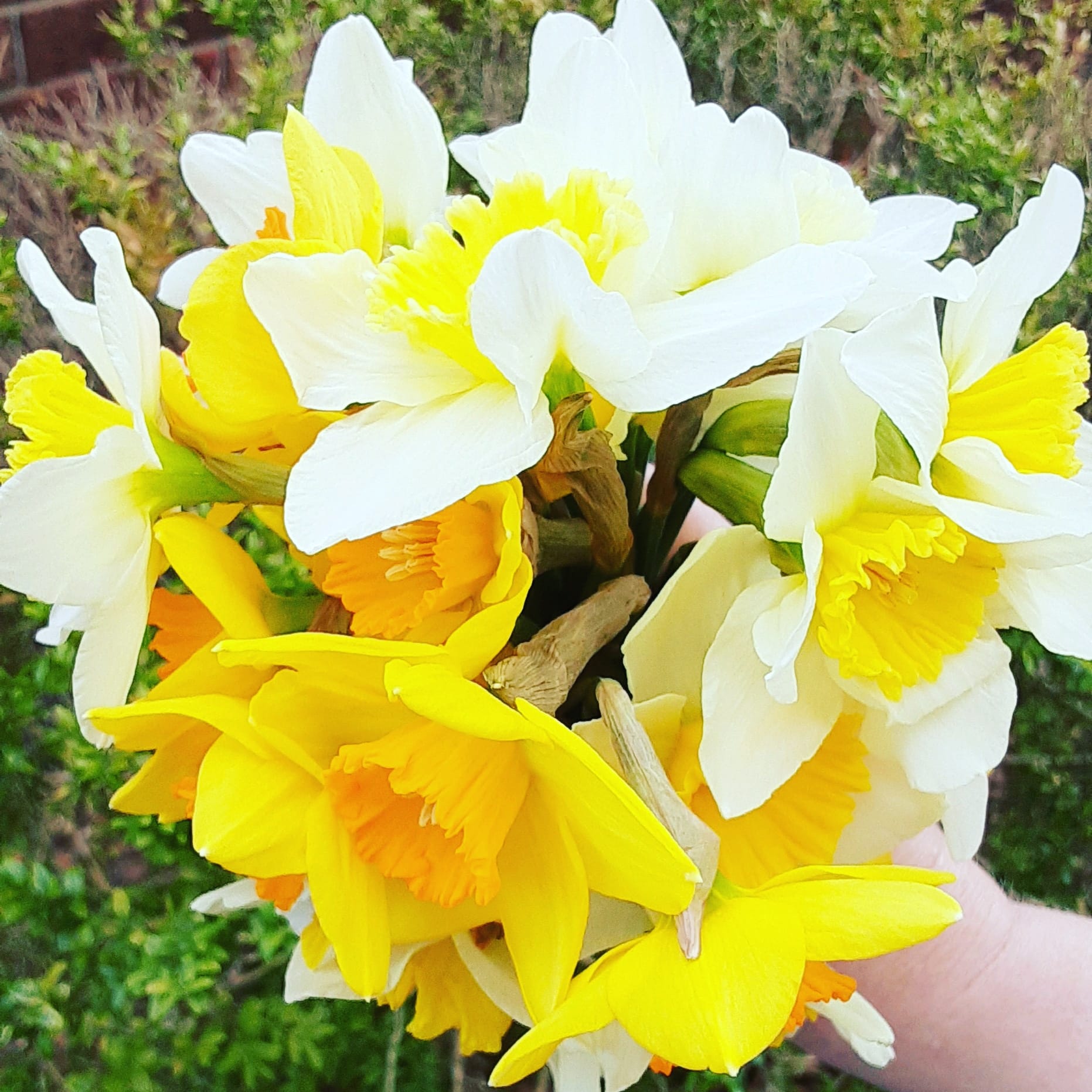 Jonquil Enfleurage Maceration Essential Oil Daffodil (Narcissus) 5ml - Image 3