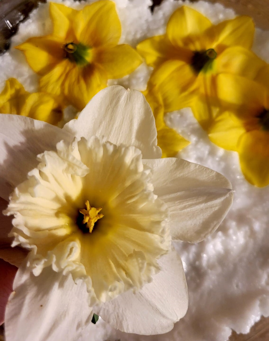 Jonquil Enfleurage Maceration Essential Oil Daffodil (Narcissus) 5ml - Image 7