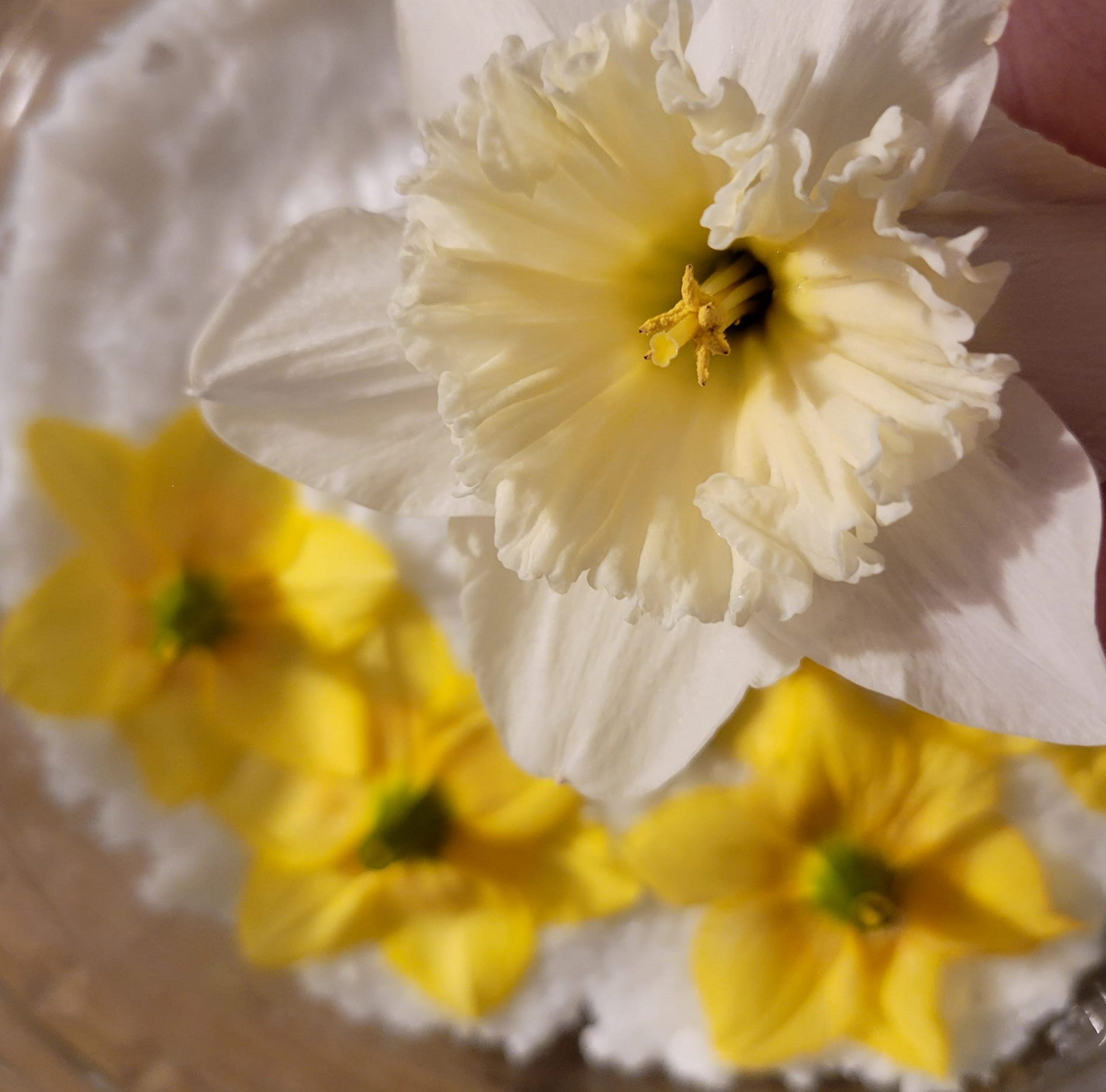 Jonquil Enfleurage Maceration Essential Oil Daffodil (Narcissus) 5ml - Image 6