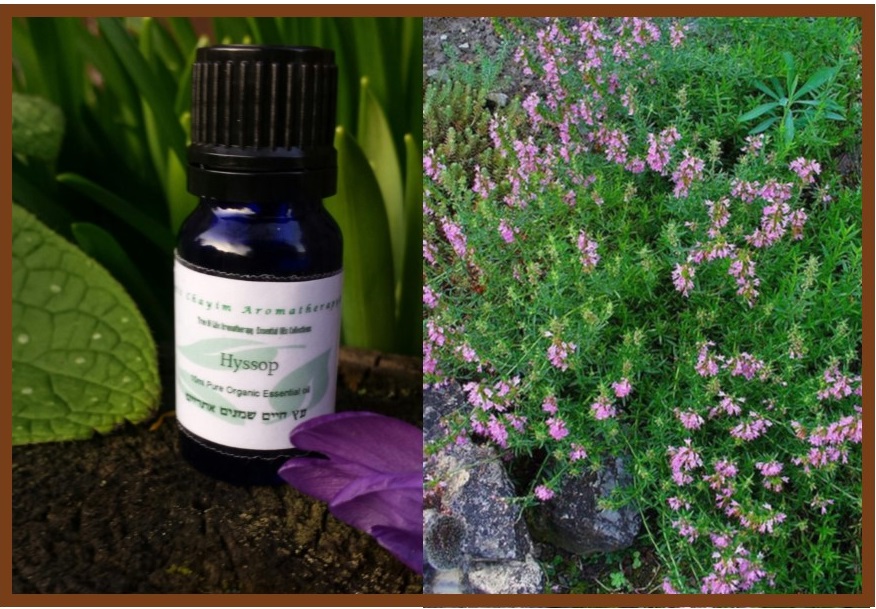 Hyssop High-Quality Essential Oil 10ml From ISRAEL - Image 5