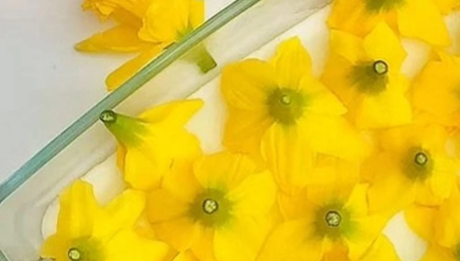 Jonquil Enfleurage Maceration Essential Oil Daffodil (Narcissus) 5ml - Image 9