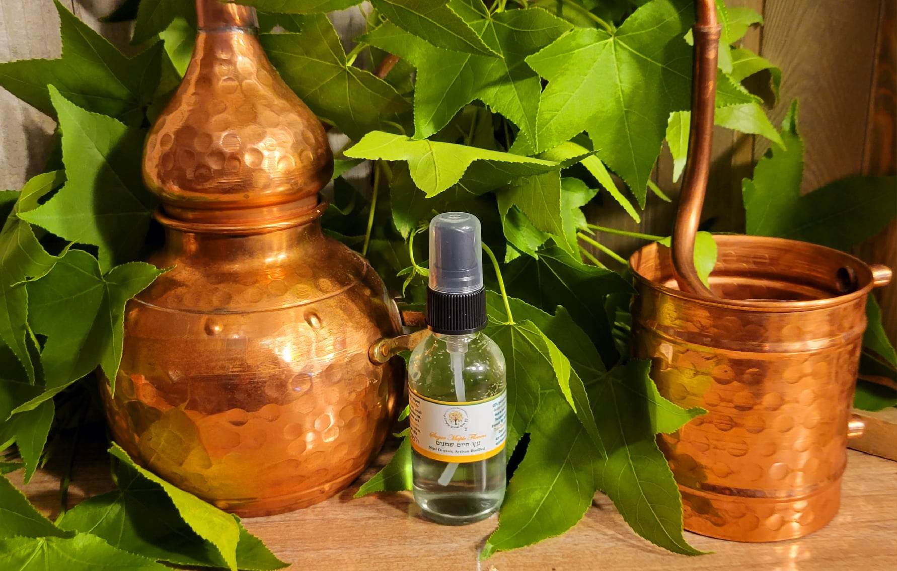 Sugar Maple Flower Hydrosol 50ml Rare Artisan Distilled (Acer saccharum)