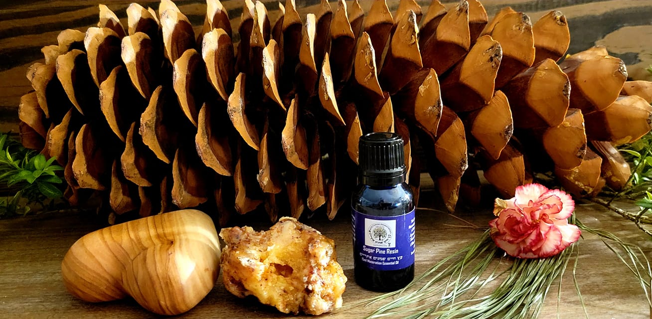 Sugar Pine Resin High Quailty Maceration Essential Oil 10ml (Pinus  lambertiana) - Aytz Chayim Aromatherapy