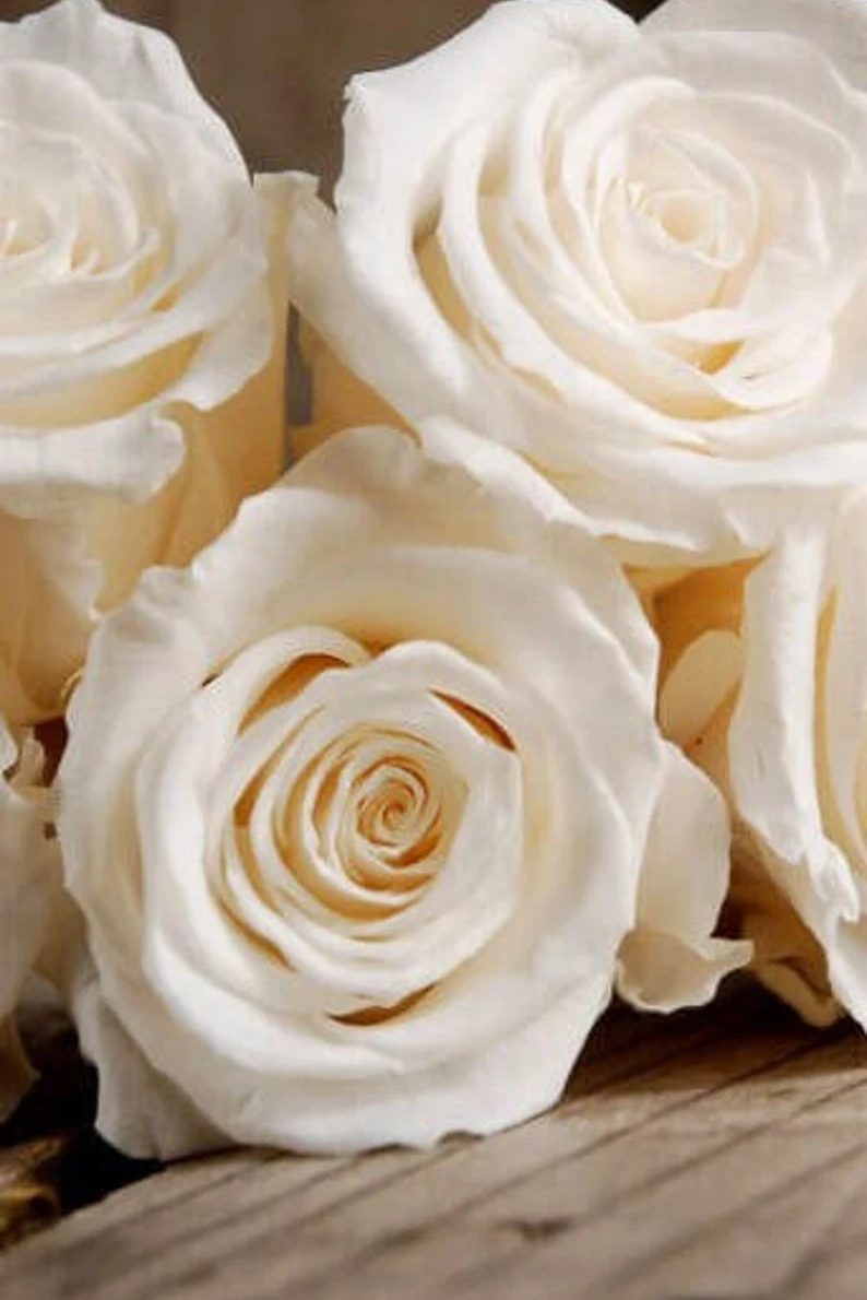 White Heirloom Rose CO2 Essential Oil Rosa albas Extremely Rare