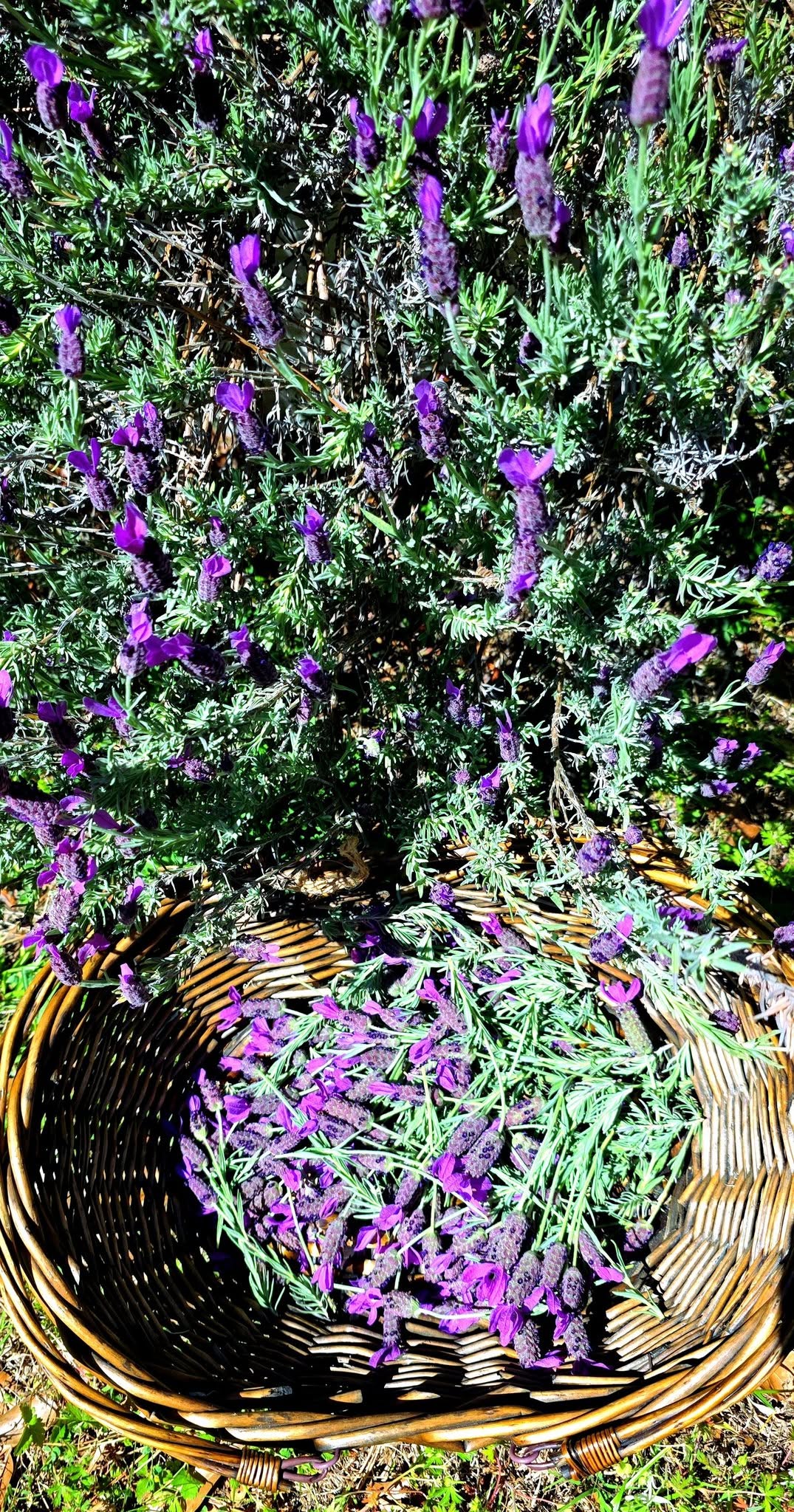 Lavender Biblical Mint Body Soap 3.5oz ISRAEL - Image 3