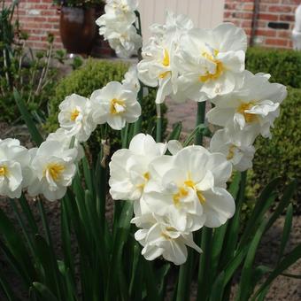Jonquil Enfleurage Maceration Essential Oil 5ml (Narcissus tazetta) Known as Bridal Crown Narcissus Rare - Image 2