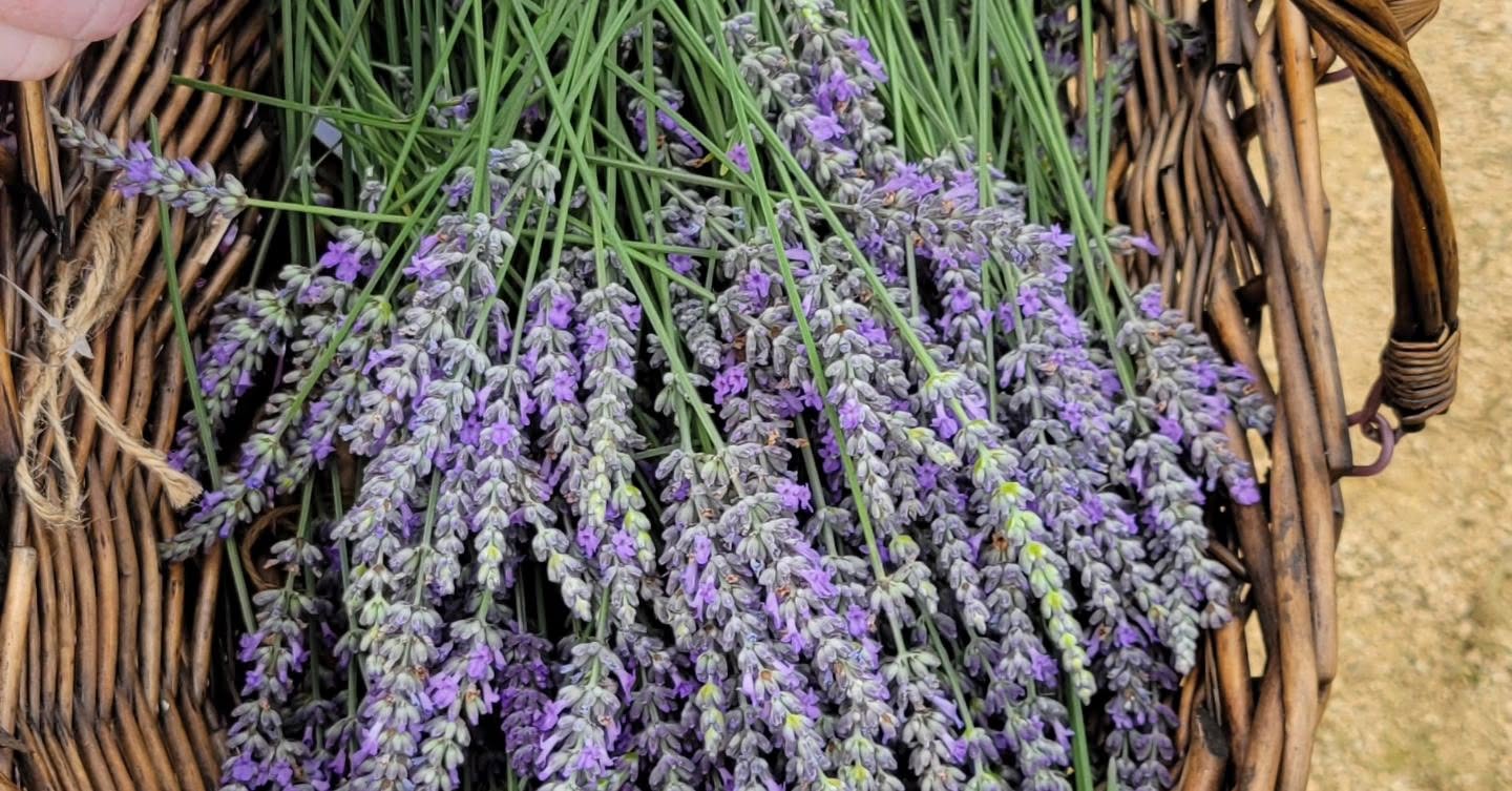 Lavender Flower Powder Extract Nard Flowers 2oz Made in Israel - Image 18