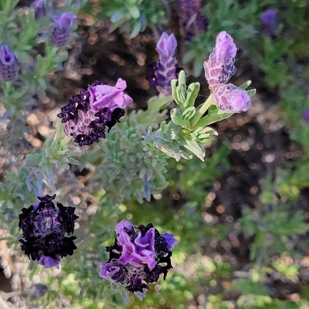 Lavender Flower Powder Extract Nard Flowers 2oz Made in Israel - Image 16