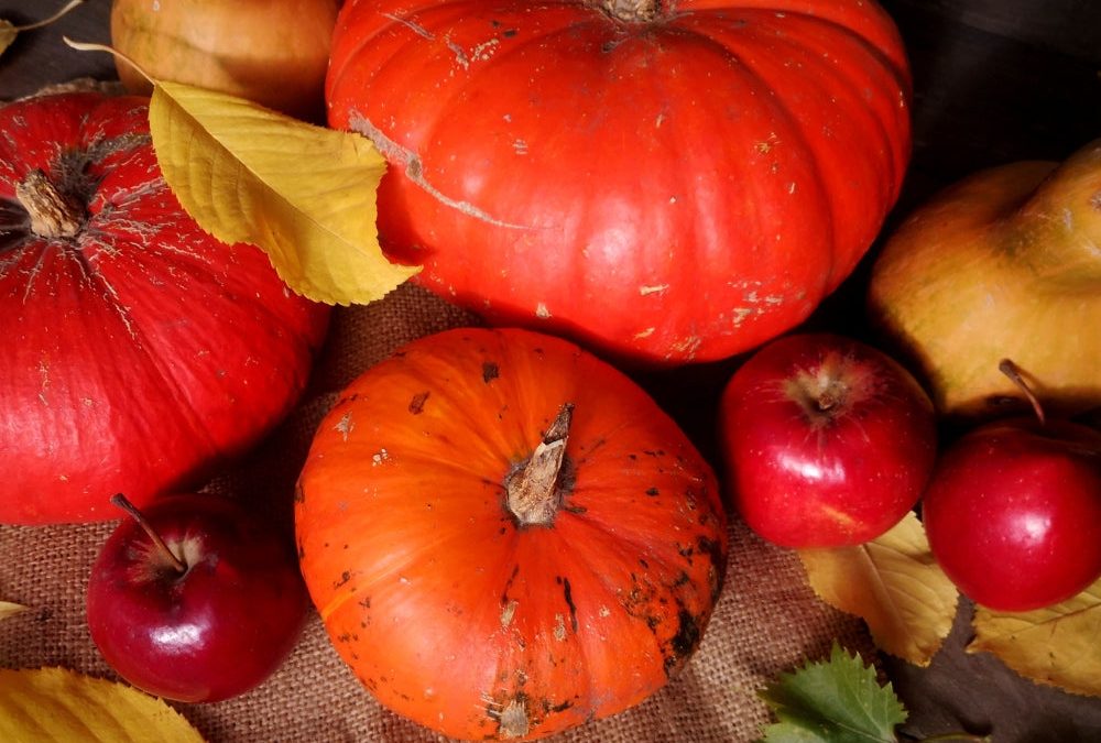 Let’s Talk Pumpkins Gourds in Torah/Bible