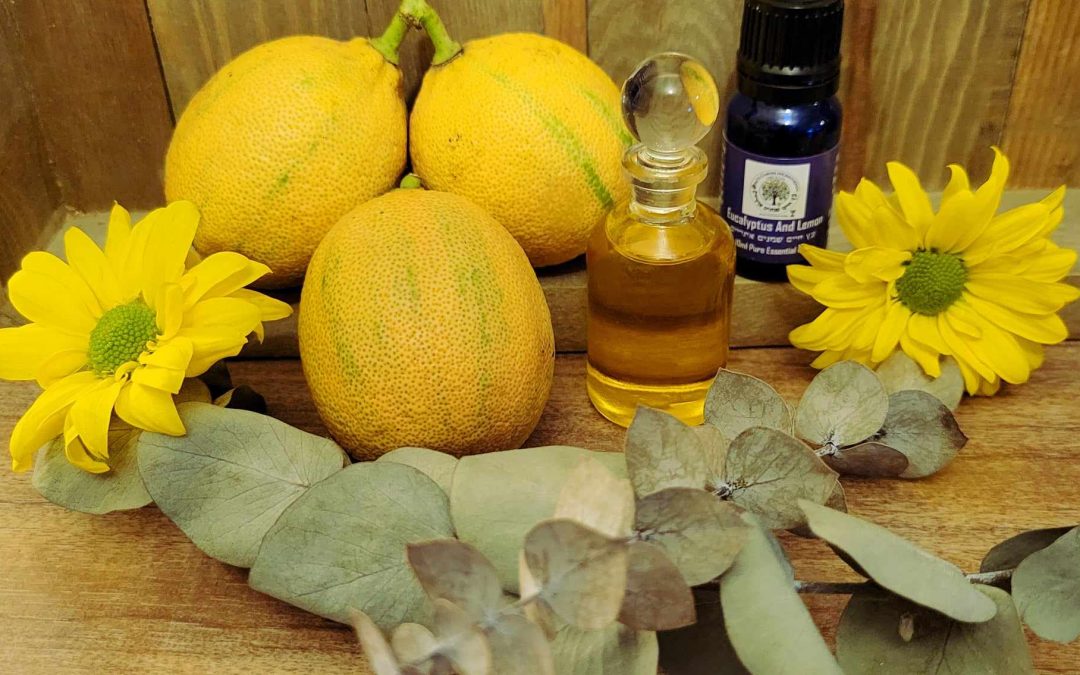 Eucalyptus and Eureka Pink Lemon High Quality Essential Oil Blend 10ml Made in Israel