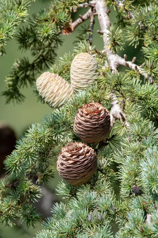 Himalayan Cedarwood Hydrosol 50ml Cedrus deodora - Image 4