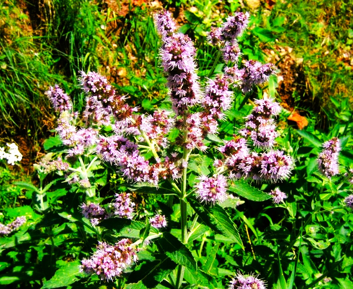 Judean Mint (Mentha longifolia) High Quality Essential Oil 10ml - Image 2