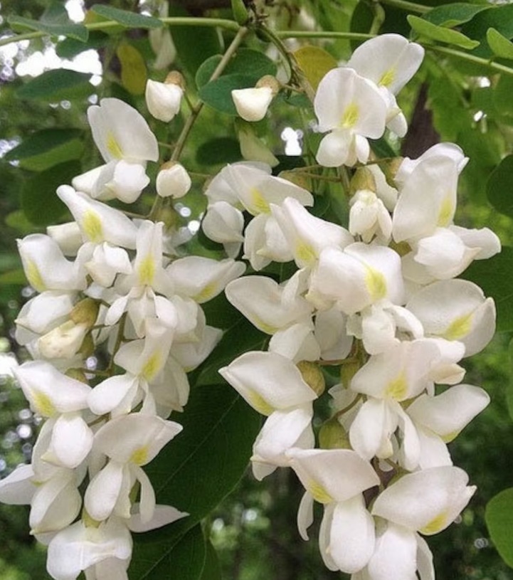 Black Locust Acacia Flower Enfleurage Maceration Essential Oil 5ml Artisan Extracted - Image 2