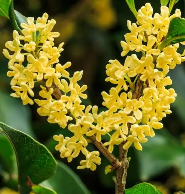 Osmanthus Floral Wax Comes in a 1oz Jar - Image 2