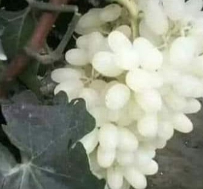 White Semillon Grapeseed Oil Extremely Rare 30ml Native to Israel - Image 2