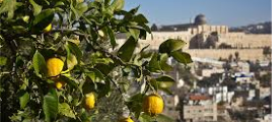 Holy Land Desert Hillside Herbal Oil Blend Self Heal Formula 15ml comes with Dropper Top- Made with Israel's Finest Herbs - Image 9
