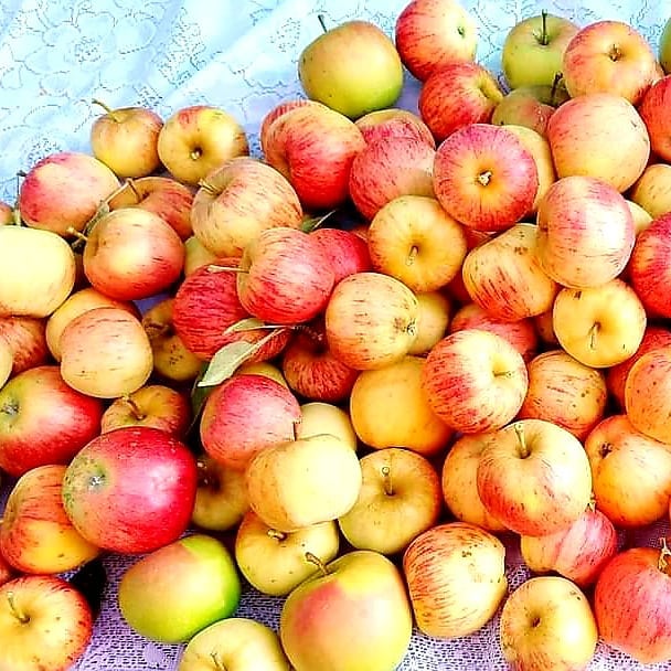 Apples and Honey© Body Soap 3.5 oz Made in Israel with Israel Ingredients - Image 2