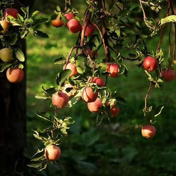 Apples and Honey© Body Soap 3.5 oz Made in Israel with Israel Ingredients - Image 7