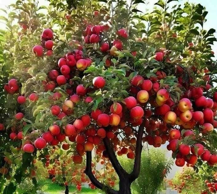 Apples and Honey© Body Soap 3.5 oz Made in Israel with Israel Ingredients - Image 4