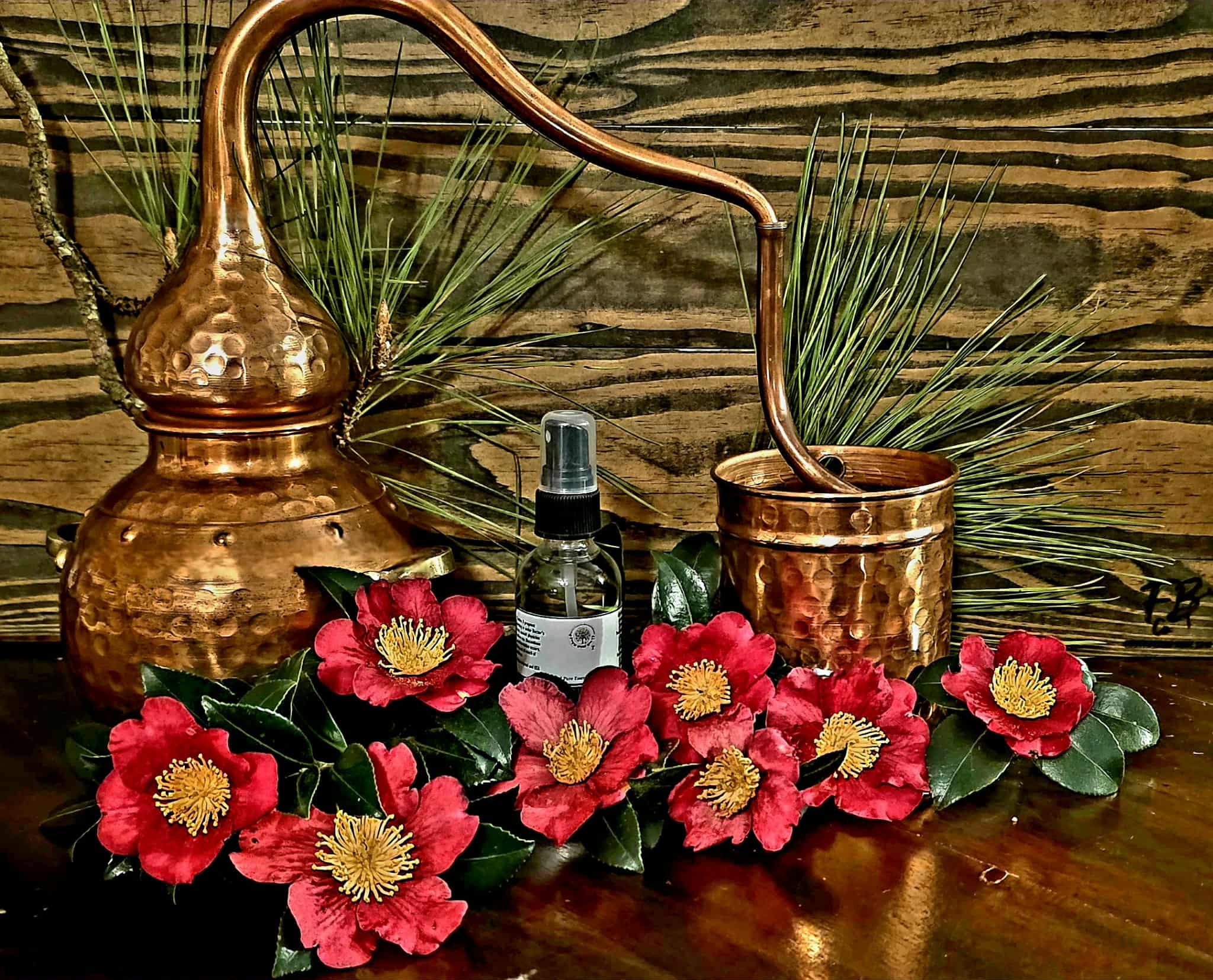 Yuletide Camellia Hydrosol 50ml Exclusive and We are First to Artisan Steam Distilled these Red Yuletide Flowers Extremely Rare