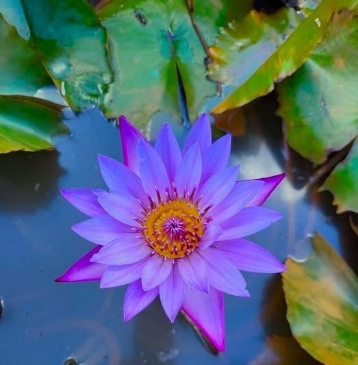 Blue Lotus Flower Seed CO2 Essential Oil 2ml Size Israel - Image 6
