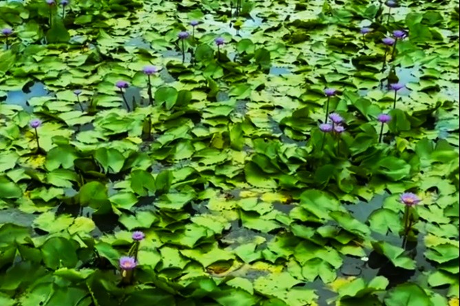 Blue Lotus Flower Seed CO2 Essential Oil 2ml Size Israel - Image 5