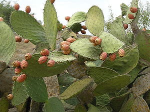 Israeli Prickly Pear Serum Oil Known as Desert Fig and Sabra Fruit 2oz/ 60ml ISRAEL - Image 9