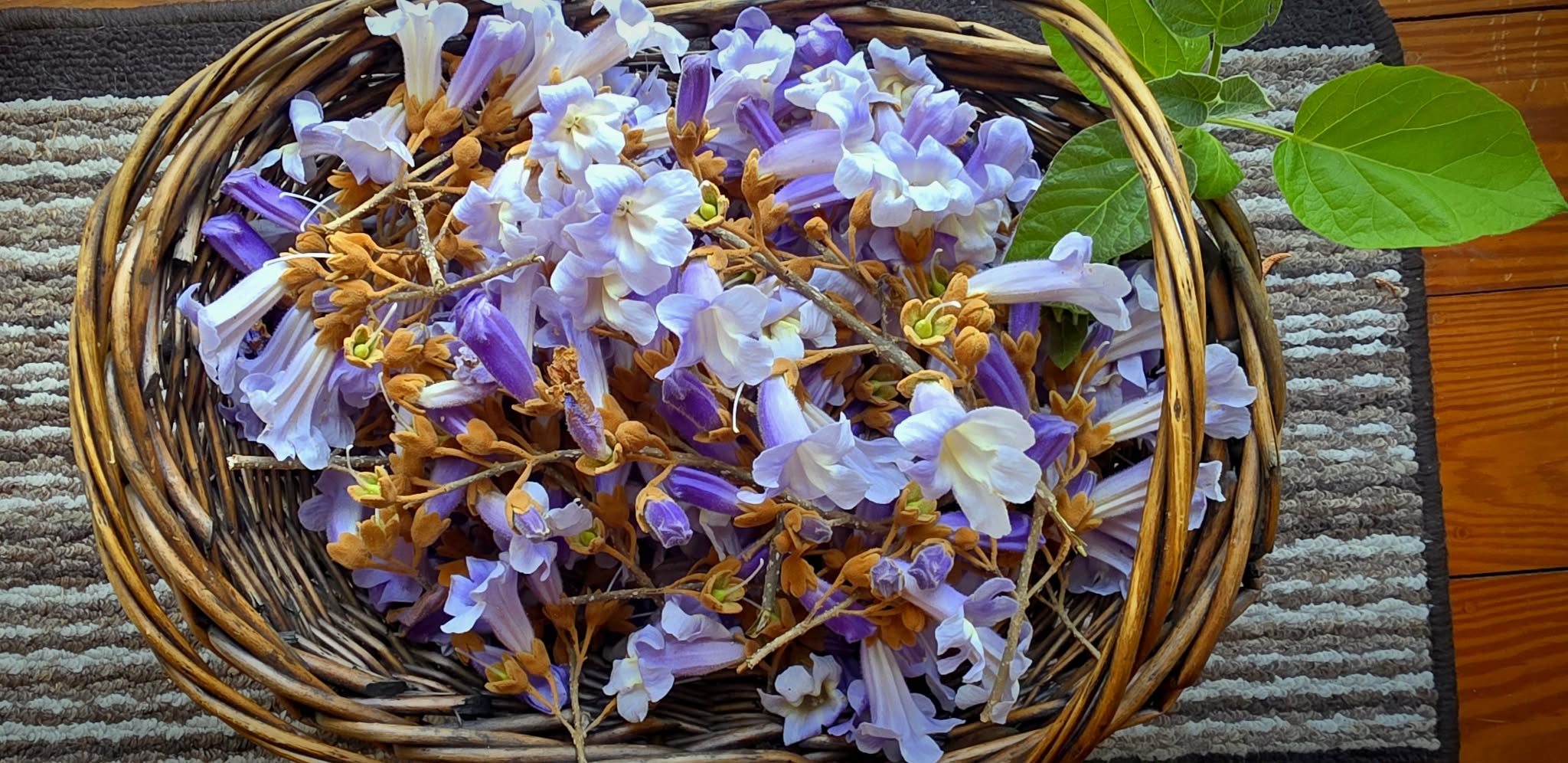 Empress Princess Tree Flower (Paulownia) Essential Oil 2.5ml Extremely Rare (A ONE TIME OFFER) - Image 2