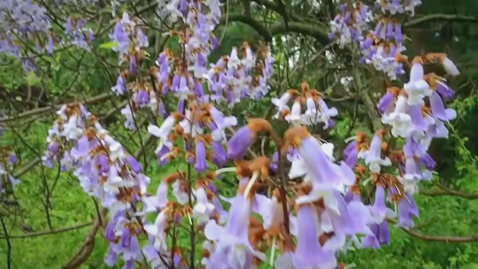 Empress Princess Tree Flower (Paulownia) Essential Oil 2.5ml Extremely Rare (A ONE TIME OFFER) - Image 4